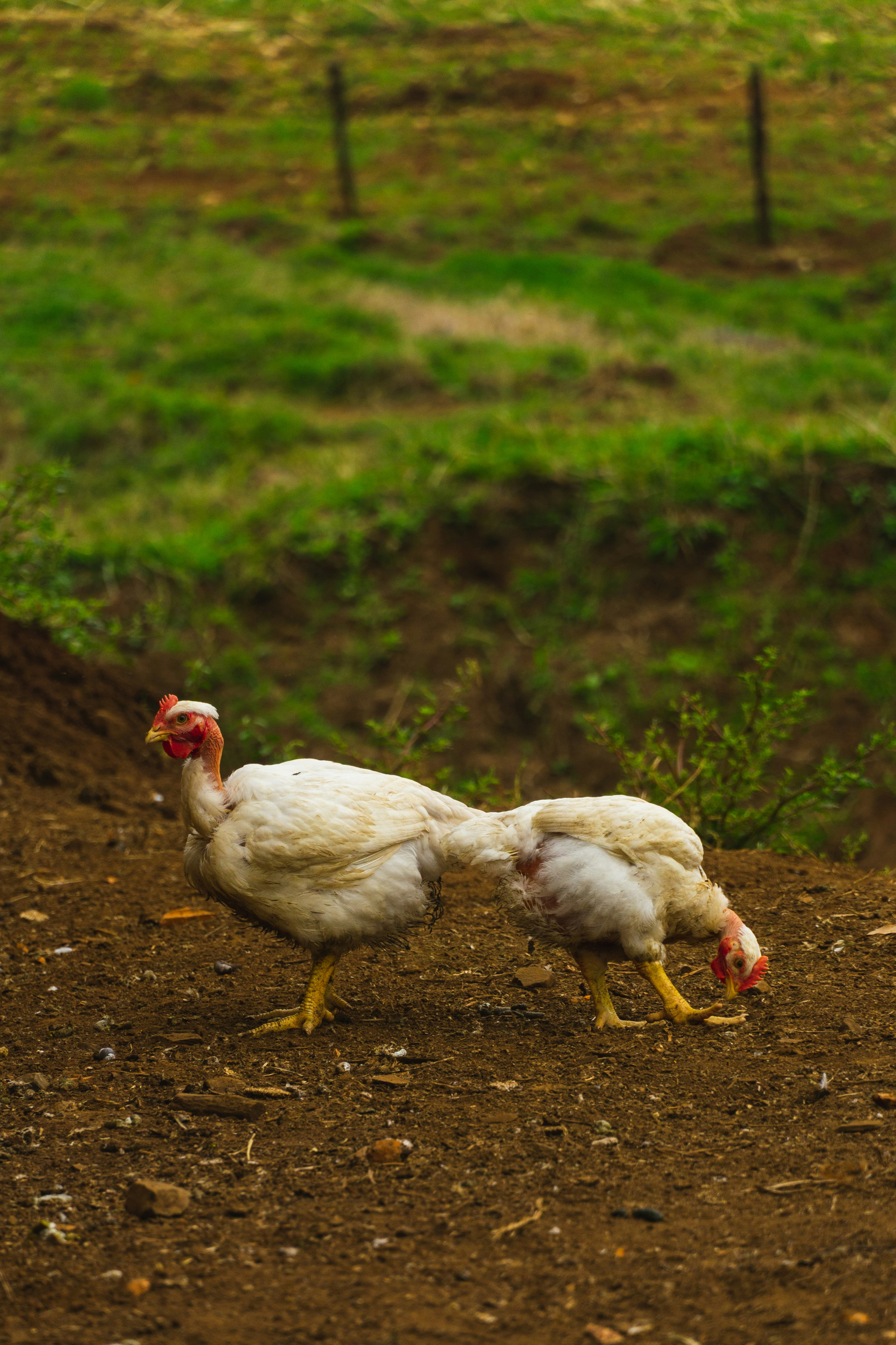 white chicken on brown soil